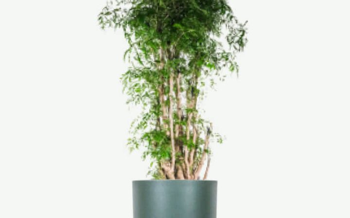 plants-ecommerce-product-featured-img-19
